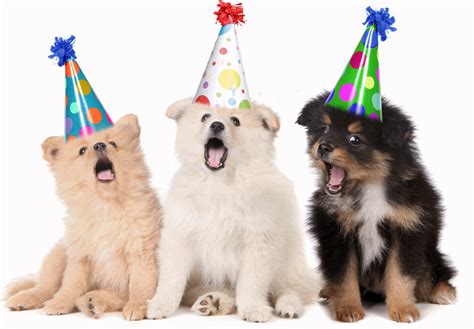 happy birthday dogs gif